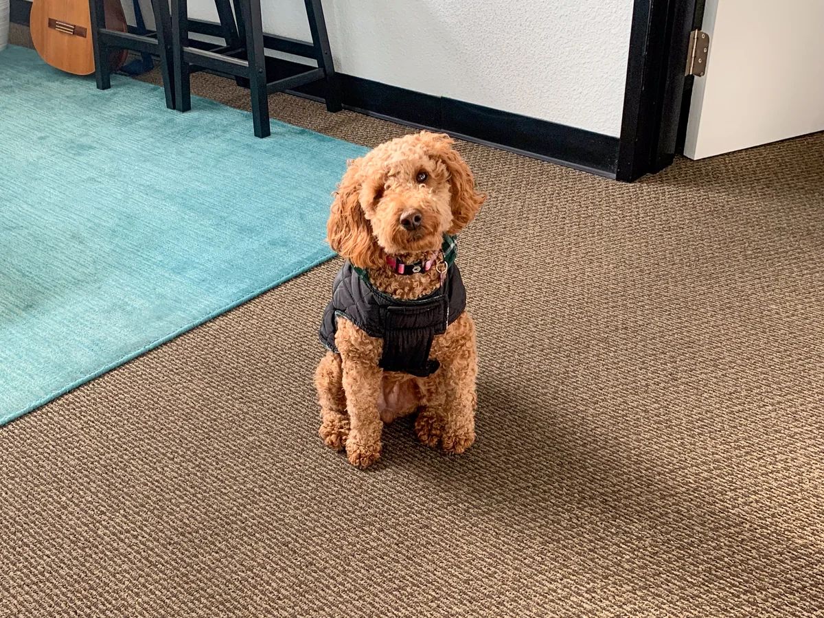 Nia as a small puppy sitting on the carpet of the Pleasant Hill office, a rope toy in the foreground.