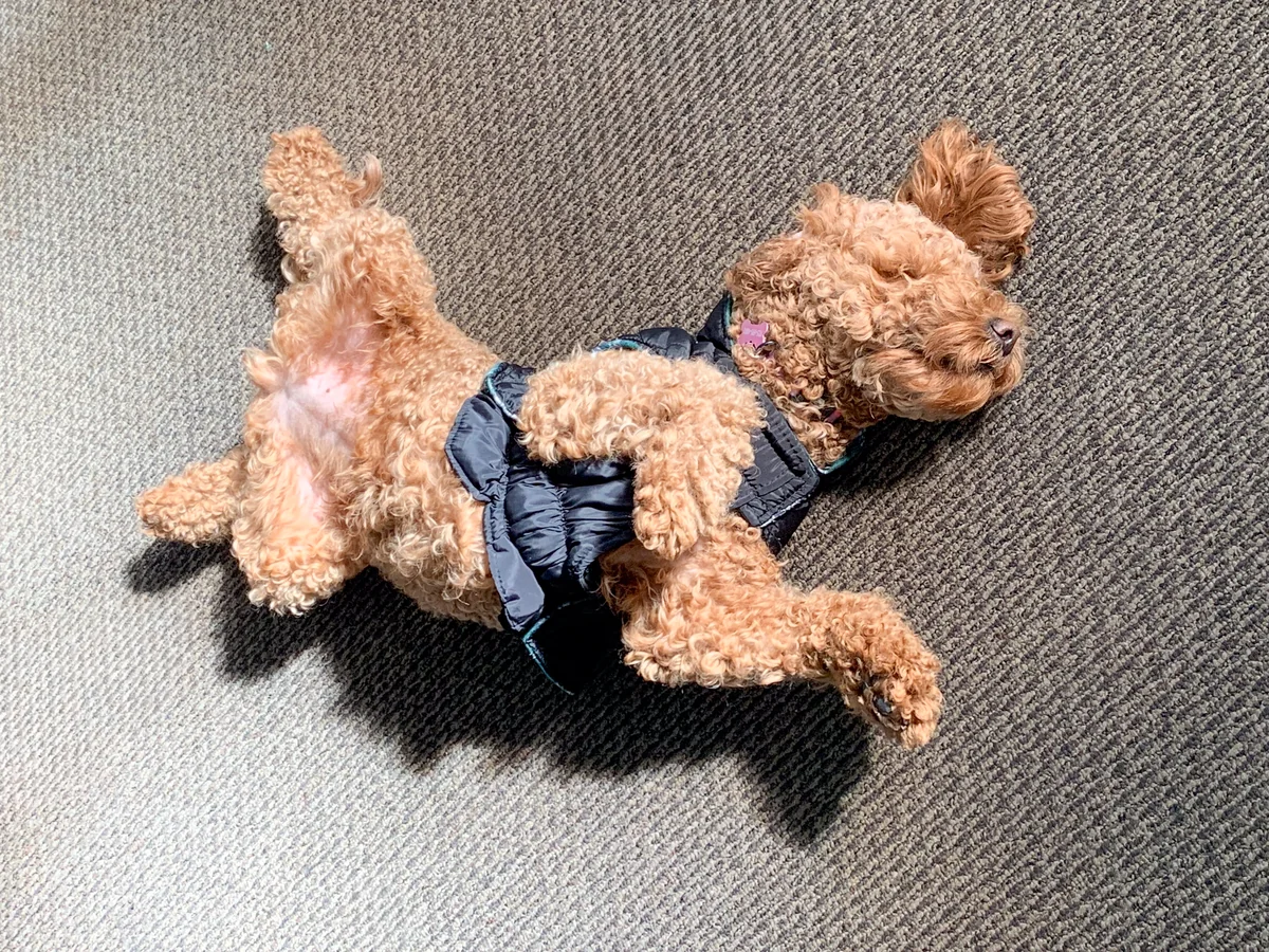 Nia flat on her back on the office carpet in a patch of sun, paws in the air.